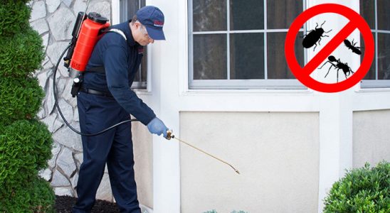 Kemah Kemirgen İlaçlama böcek ilaçlama ve haşere kontrolü — ilaclama-tr.com